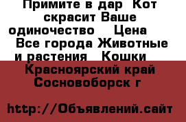 Примите в дар. Кот скрасит Ваше одиночество. › Цена ­ 0 - Все города Животные и растения » Кошки   . Красноярский край,Сосновоборск г.